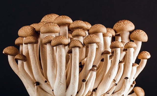 Guide to Edible Mushroom Identification