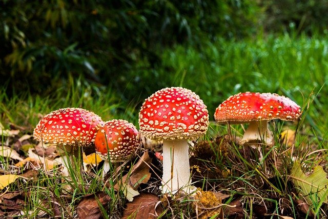 The Dangerous Consequences of Consuming Deadliest Mushroom Varieties