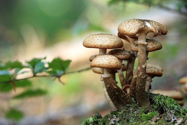 The Impact of Mushrooms on Overall Health