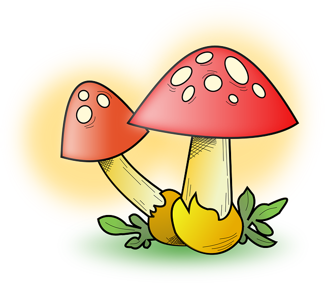 The Top Edible Mushrooms for a Healthy Diet