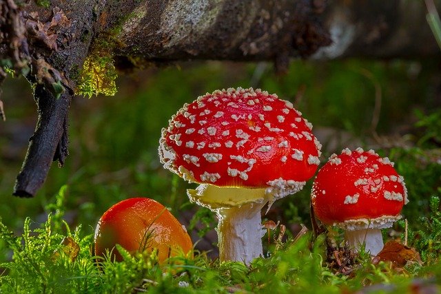 Understanding the Classification of Mushrooms